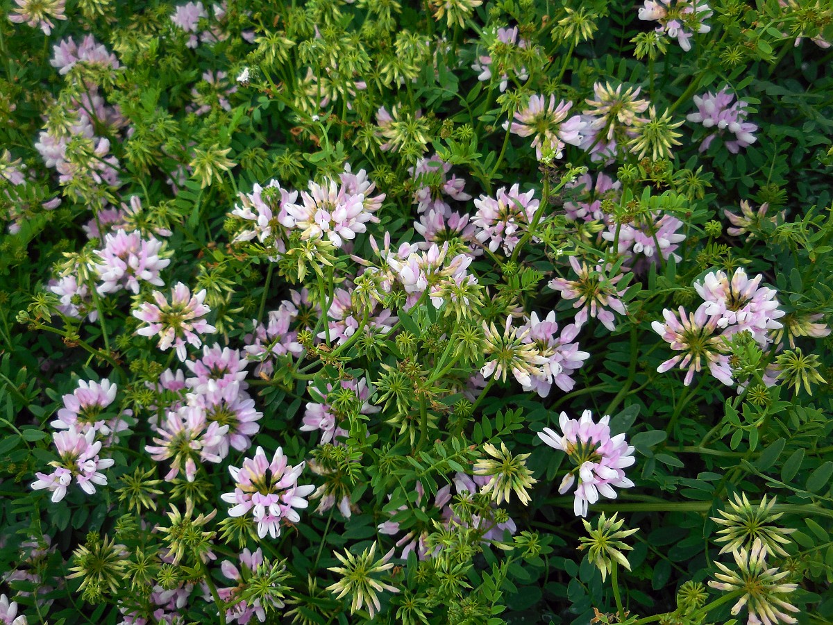 securigera-varia-crown-vetch